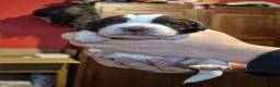 Springador dogs for sale: Springador X English springer spaniel pups - Advert 19