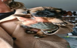 Mixed Breed dogs for sale: Two Shih tzu mix puppies for sale  - Advert 2