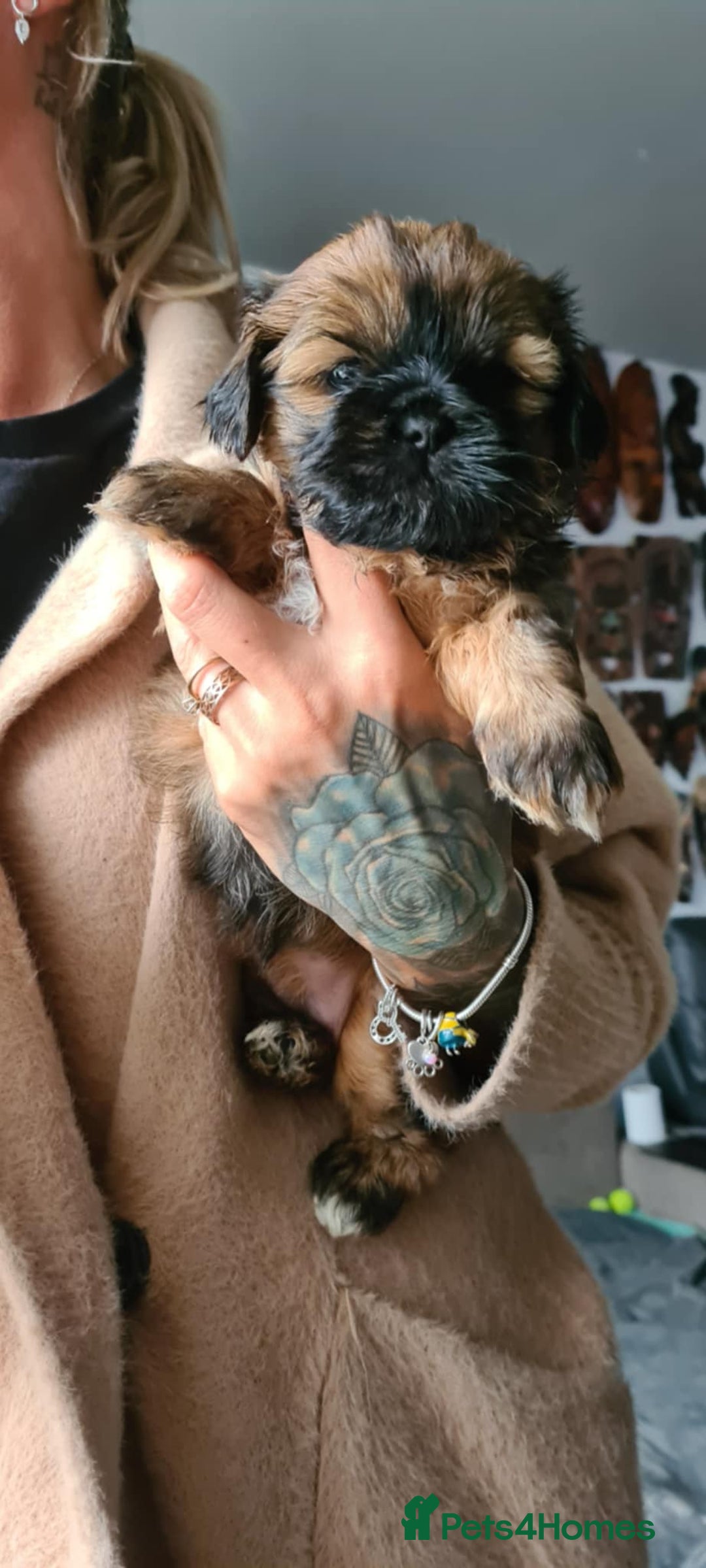 Mixed Breed dogs for sale: Two Shih tzu mix puppies for sale  - Advert 2