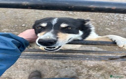 Border Collie dogs for sale: Blue/Red Merle Border Collie Puppies - Advert 8