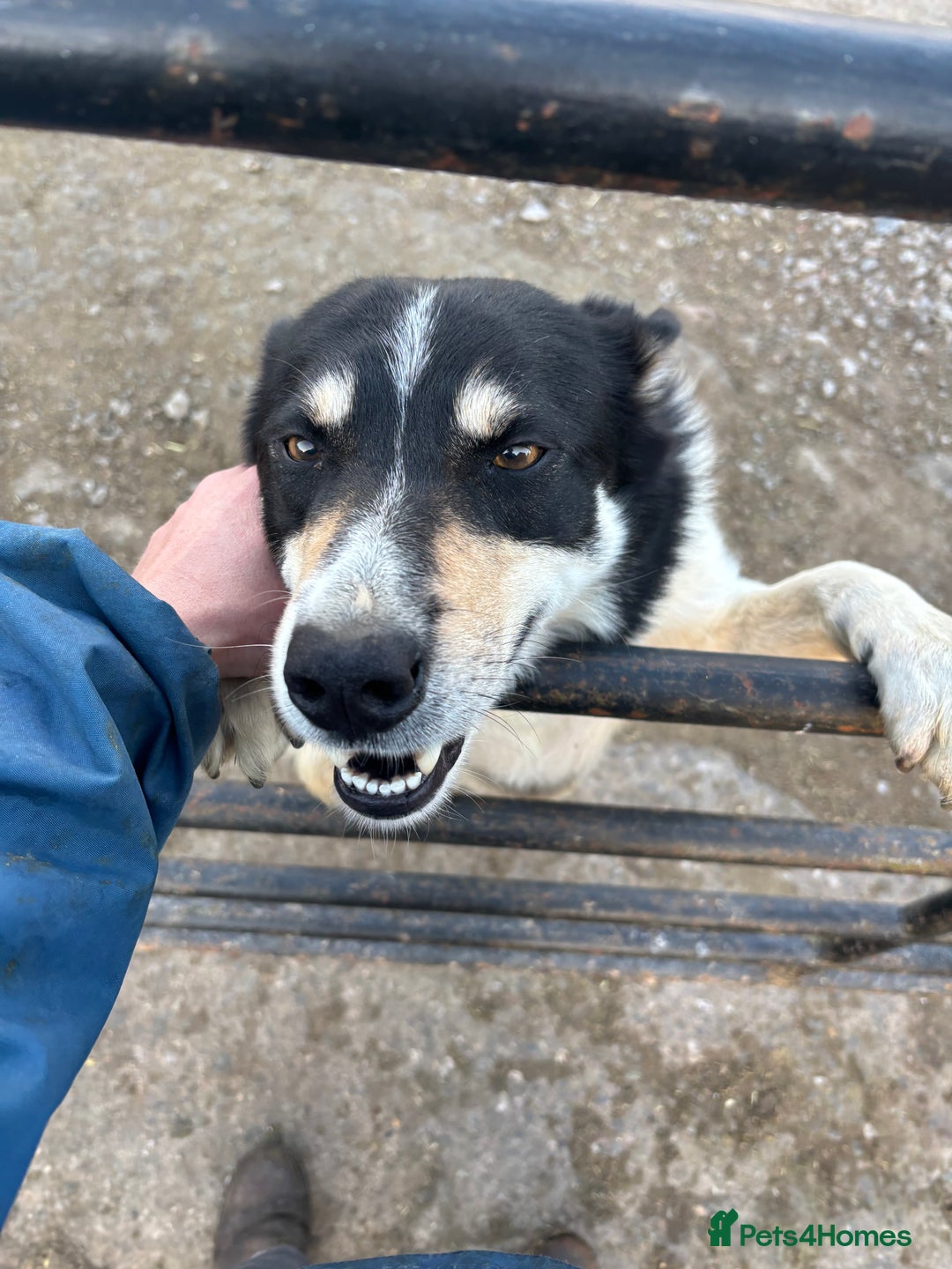 Border Collie dogs for sale: Blue/Red Merle Border Collie Puppies - Advert 8