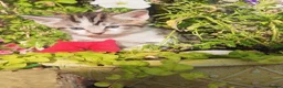 Mixed Breed cats for sale: Bengal mix  - Advert 31