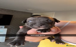 American Bully dogs for sale: American bully puppies - Image 3