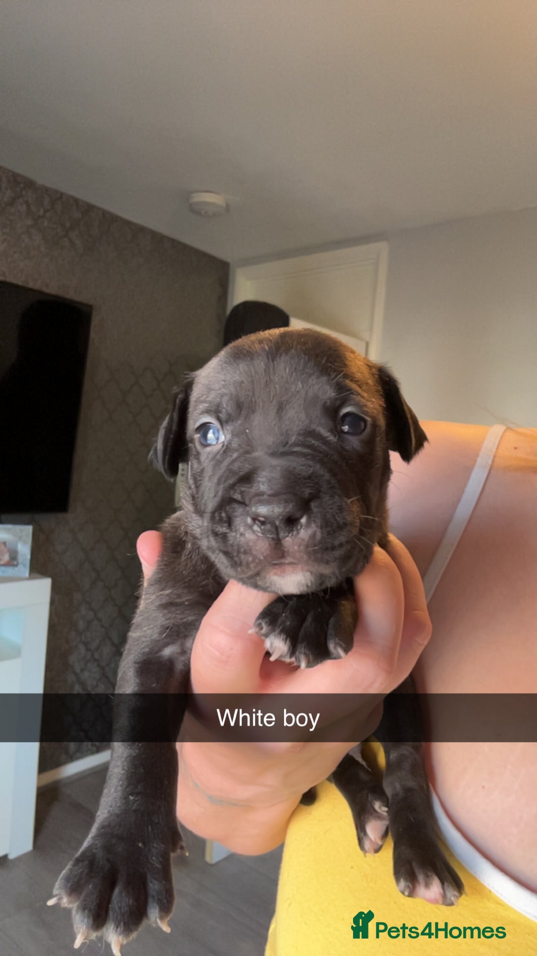American Bully dogs for sale: American bully puppies - Image 3