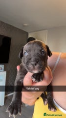 American Bully Puppy 3