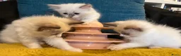 Ragdoll cats for sale: Pure ragdoll 7 weeks old clearance sale London  - Advert 11
