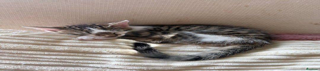 Oriental Kitten 1