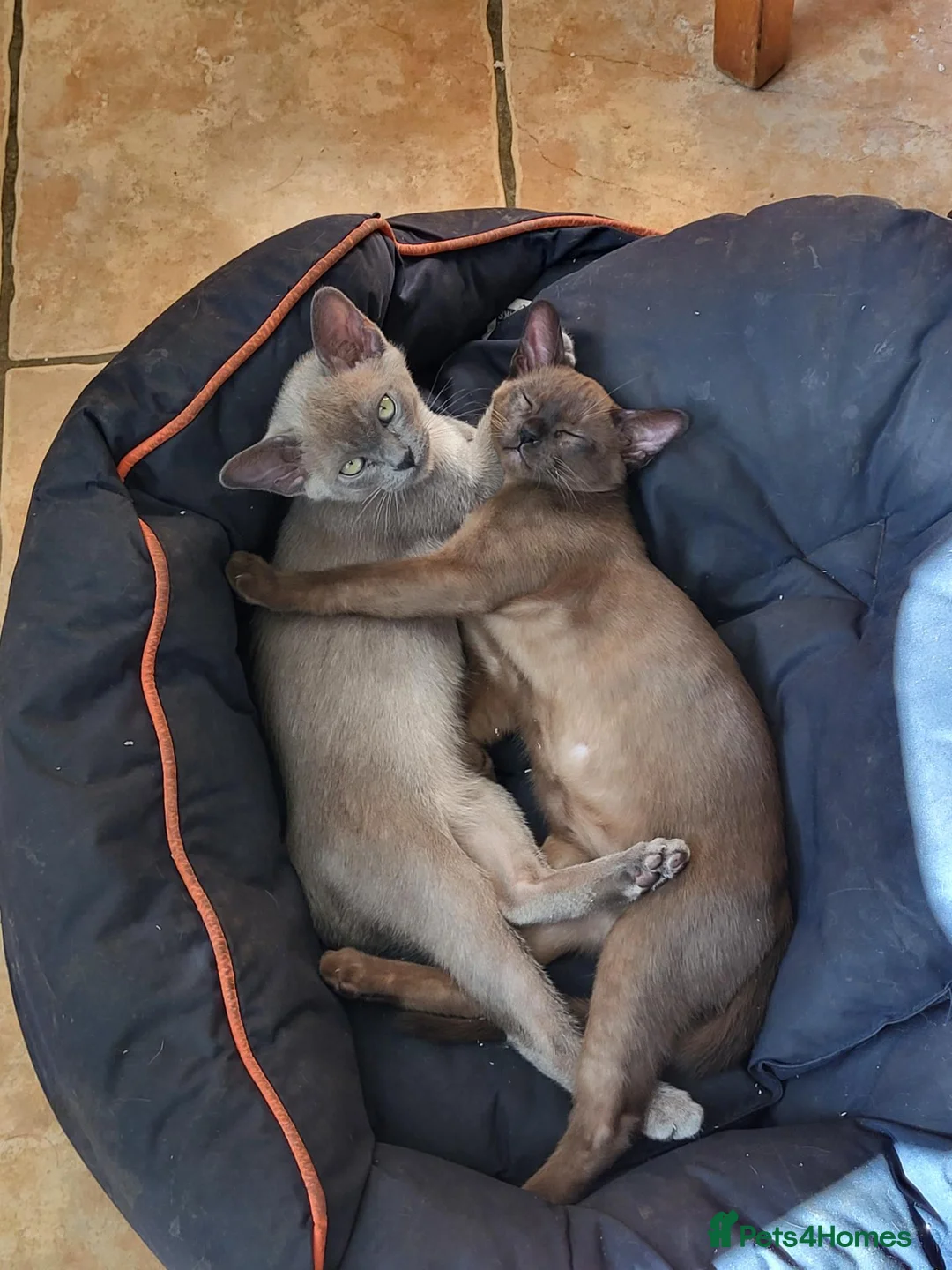 Burmese cats for sale: Pedigree brown male Burmese kitten  - Advert 2