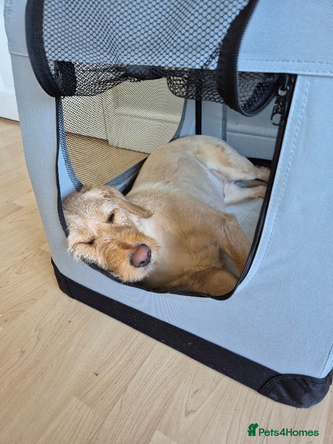 Labradoodle dogs for sale: Maple the Labradoodle - Advert 6