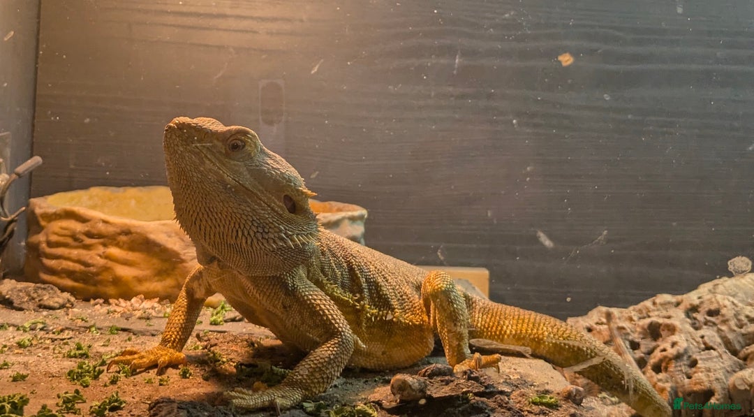 Bearded Dragon reptiles for sale: Bearded dragon and viv - Advert 1