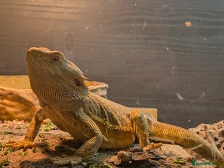 Bearded Dragon reptiles Bearded dragon and viv - Advert 2