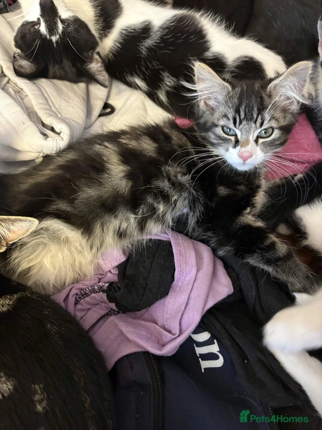 Mixed Breed cats for sale: Beautiful Kittens - Advert 2
