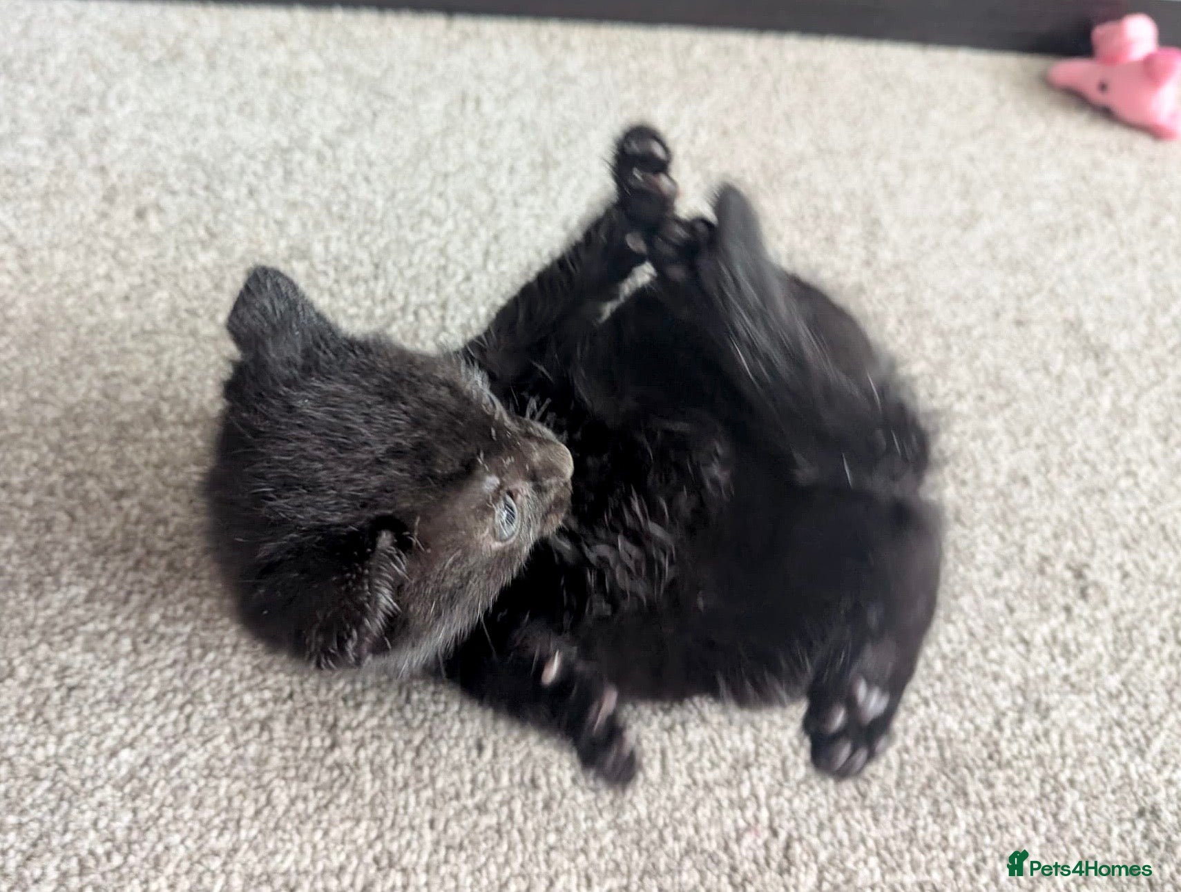 Mixed Breed cats 1 Scottish straight x fold & 1 domestic litter 🐈 - Advert 2