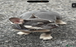 French Bulldog dogs for sale: French bulldog  - Image 5