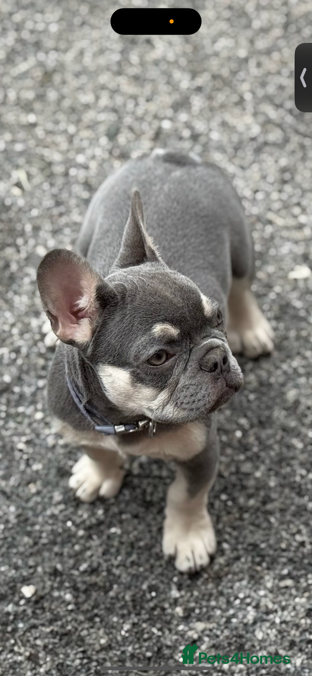 French Bulldog dogs for sale: French bulldog  - Image 5