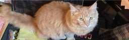 Maine Coon cats for sale: We have 4  sweet English Maine coon kittens❣️ - Advert 6
