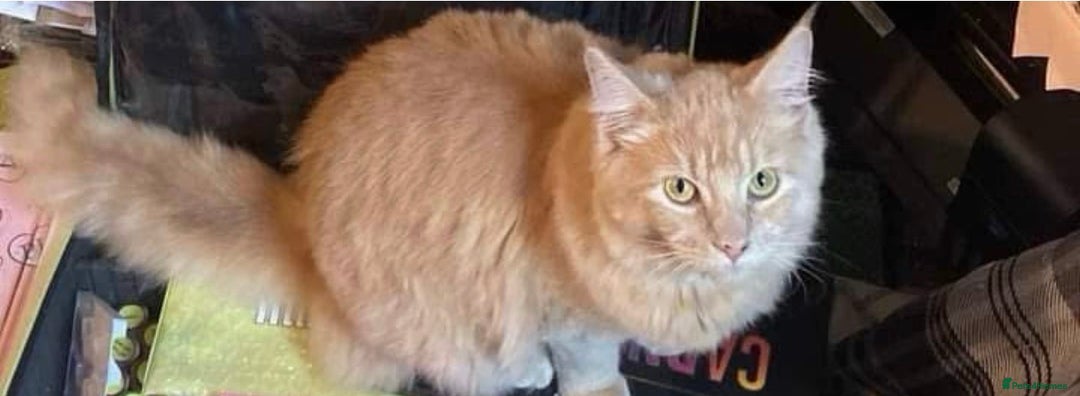 Maine Coon cats for sale: We have 4  sweet English Maine coon kittens❣️ - Advert 6