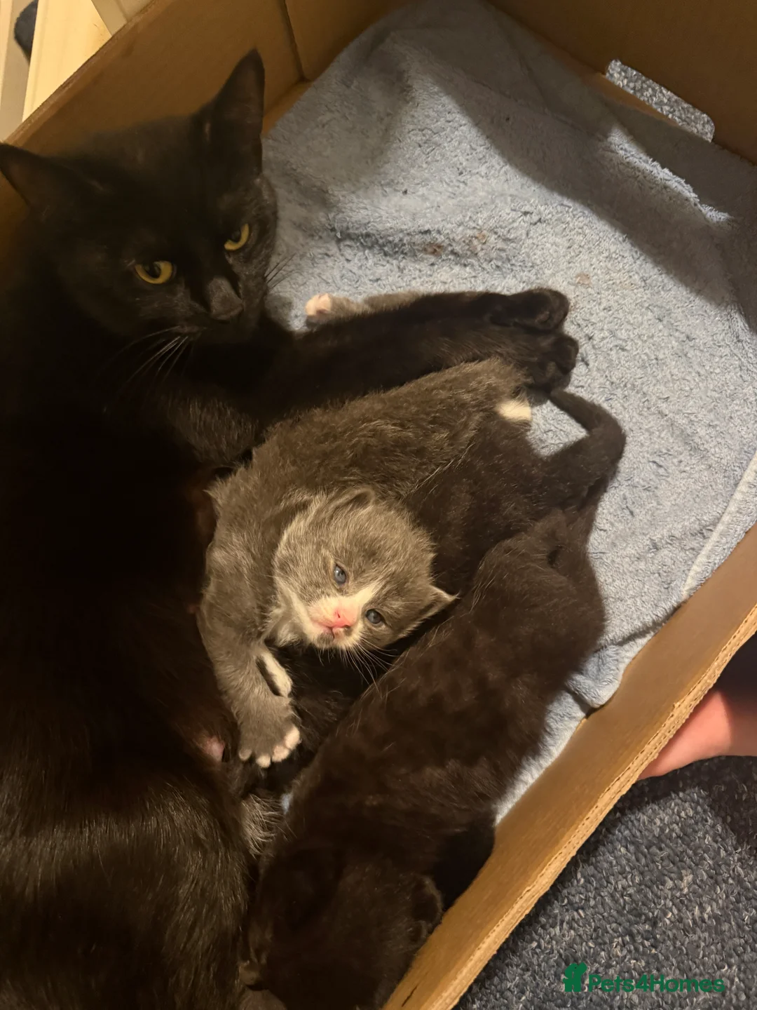 Domestic Shorthair cats for sale: ADORABLE KITTENS FOR SALE - READY SOON! - Advert 1