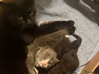 Domestic Shorthair cats ADORABLE KITTENS FOR SALE - READY SOON! - Advert 4