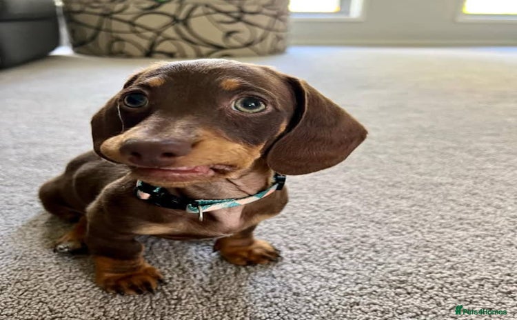 Miniature Dachshund dogs - Advert 4
