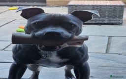 Staffordshire Bull Terrier dogs for sale: Royal blue full pedigree staff - Image 3