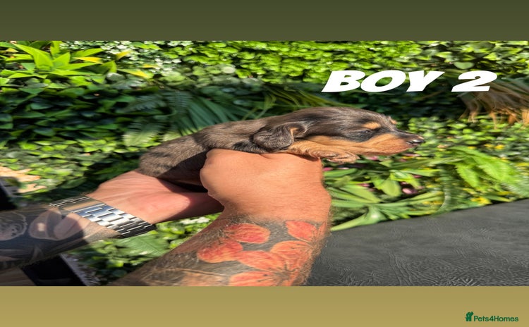 Miniature Dachshund dogs - Advert 9