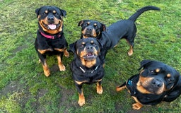 Rottweiler dogs for stud: 2.5 year old Rottweiler for stud  - Image 6