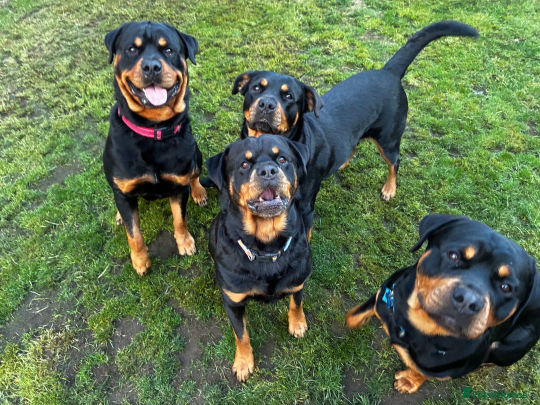 Rottweiler dogs for stud: 2.5 year old Rottweiler for stud  - Image 6