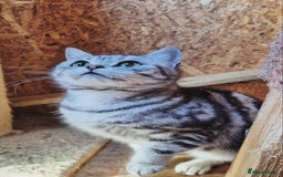 British Shorthair cats for sale: 2 adult British Shorthair girls - Advert 9