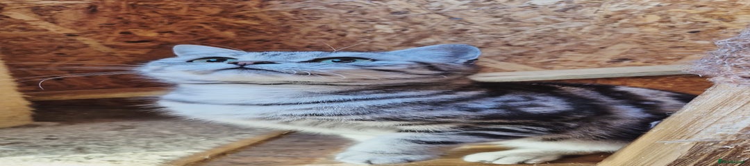 British Shorthair Kitten 2