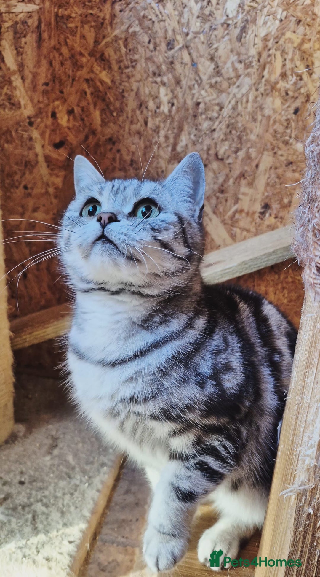 British Shorthair cats for sale: 2 adult British Shorthair girls - Advert 9