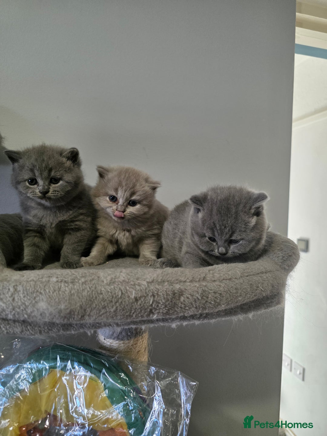 British Shorthair cats for sale: Beautiful GCCF register BSH and BLH - Advert 8
