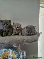 British Shorthair cats Beautiful GCCF register BSH and BLH - Advert 14
