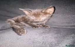 Bombay cats for sale: kitten for sale - Image 1
