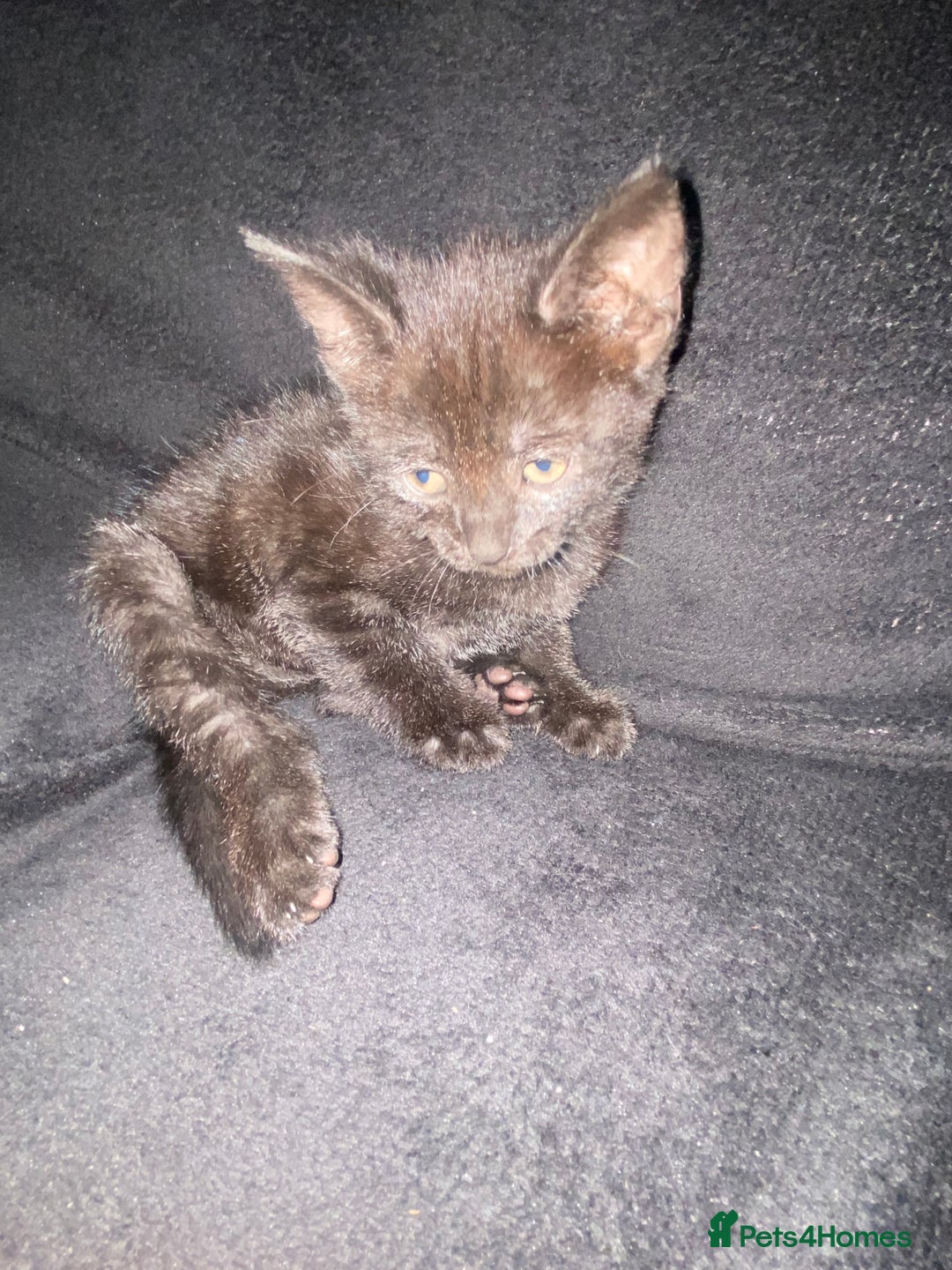 Bombay cats for sale: kitten for sale - Image 1