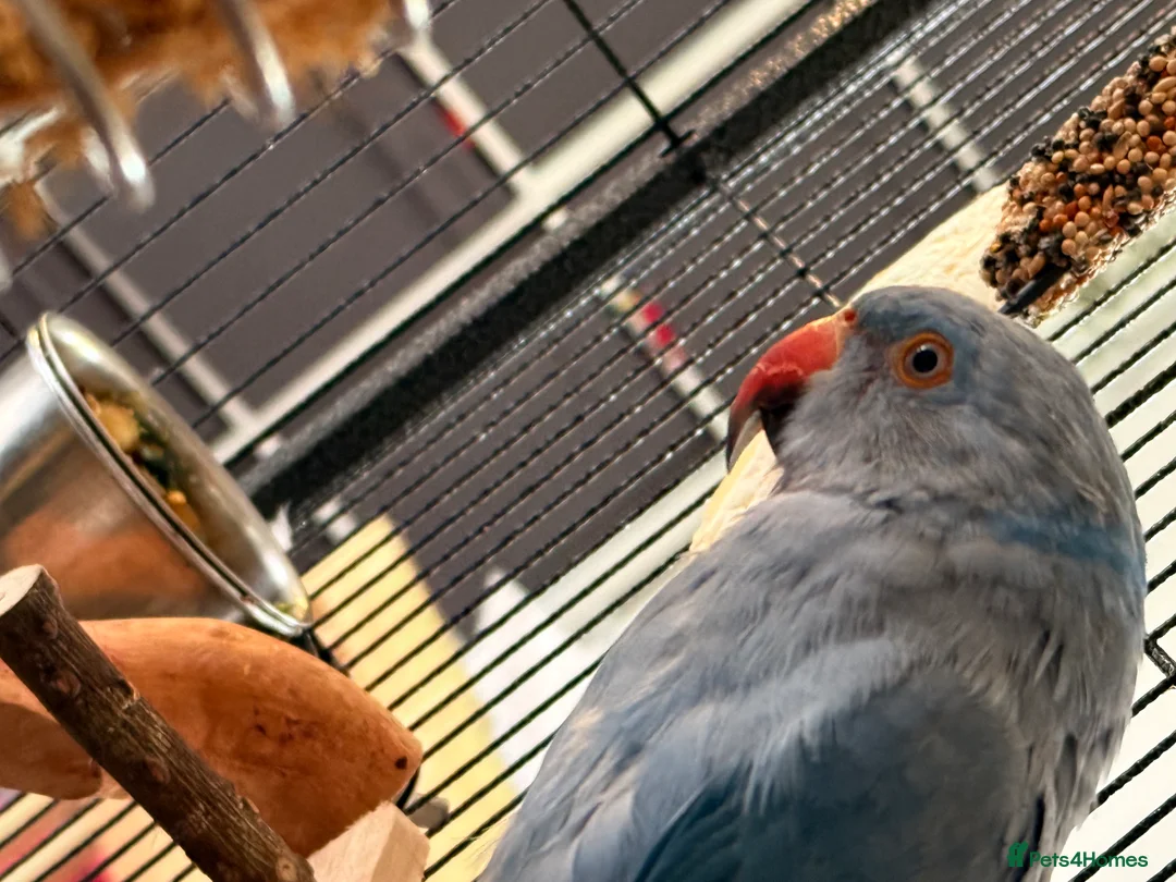 Ringnecks birds for sale: Blue Indian Ringneck - Bluey  - Advert 3