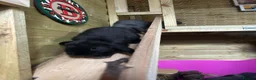 Mini Lop rabbits for sale: X4 mini lop babies - Advert 13