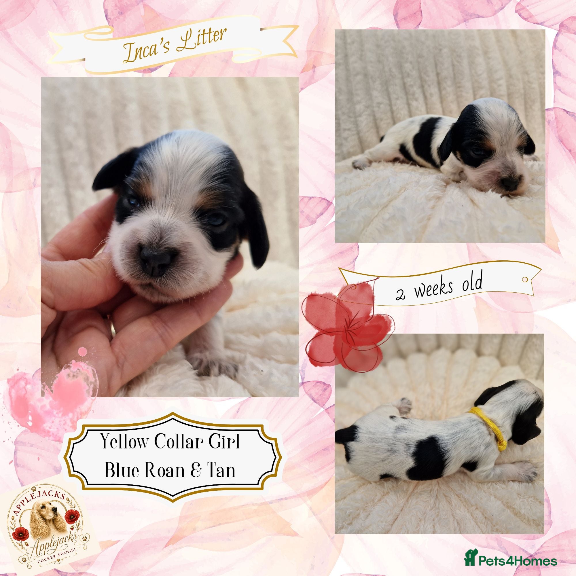 Cocker Spaniel dogs RKC Cocker Spaniel Puppies - Advert 1