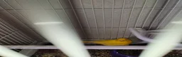 Canaries birds for sale: 1 year old boy canary in Stoke-on-Trent - Advert 3
