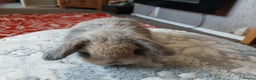 Mini Lop rabbits for sale: Stunning pure bred mini lops RTR - Advert 3