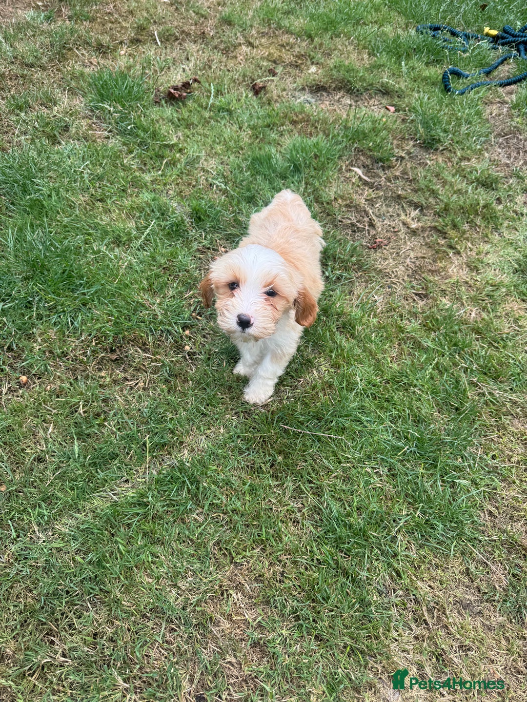 Tibetan Terrier dogs for sale: Tibetan terrier puppy. - Image 5