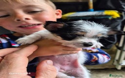 Mixed Breed dogs for sale: Jackawawa pups - Image 7