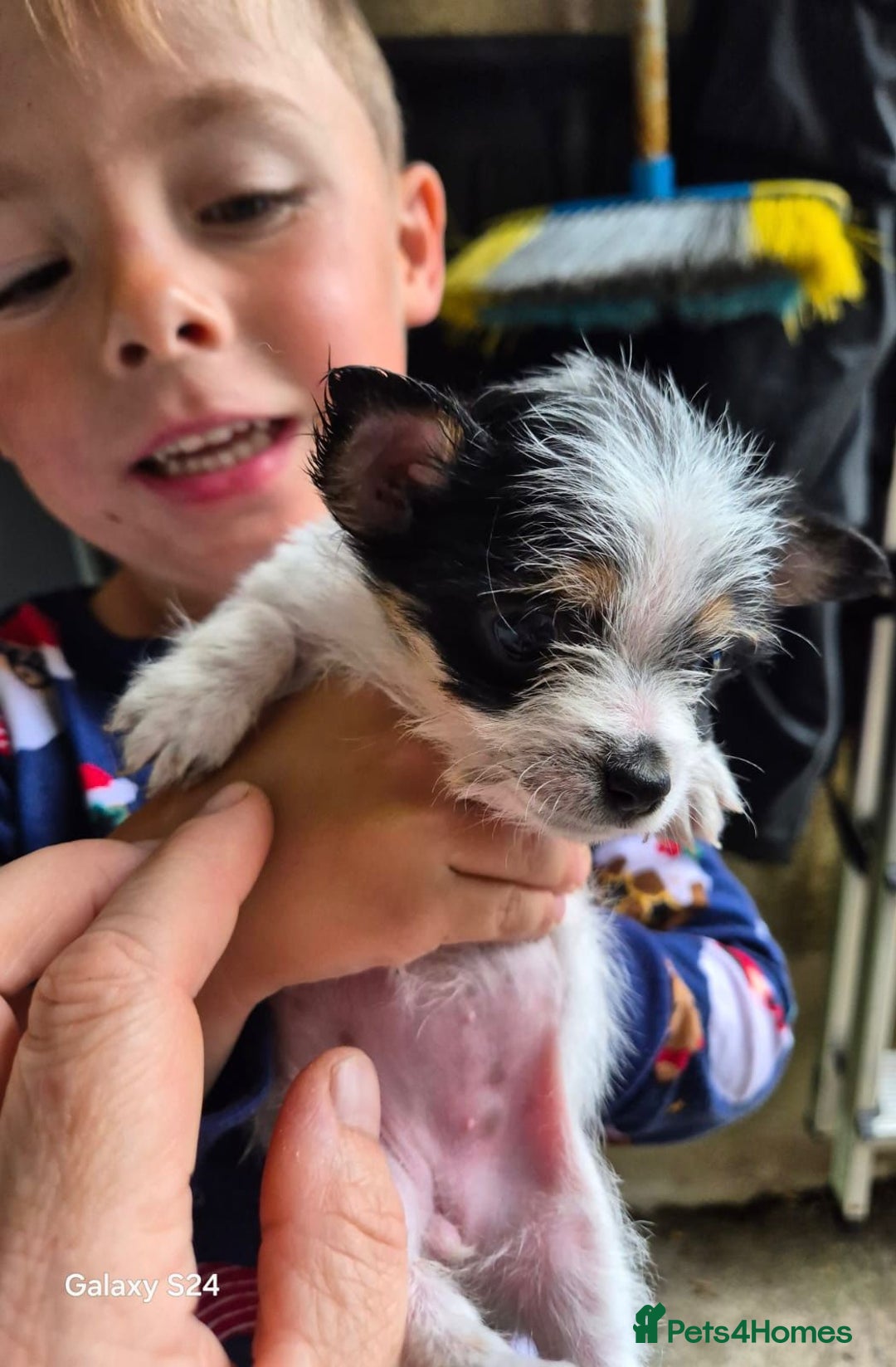 Mixed Breed dogs for sale: Jackawawa pups - Image 7