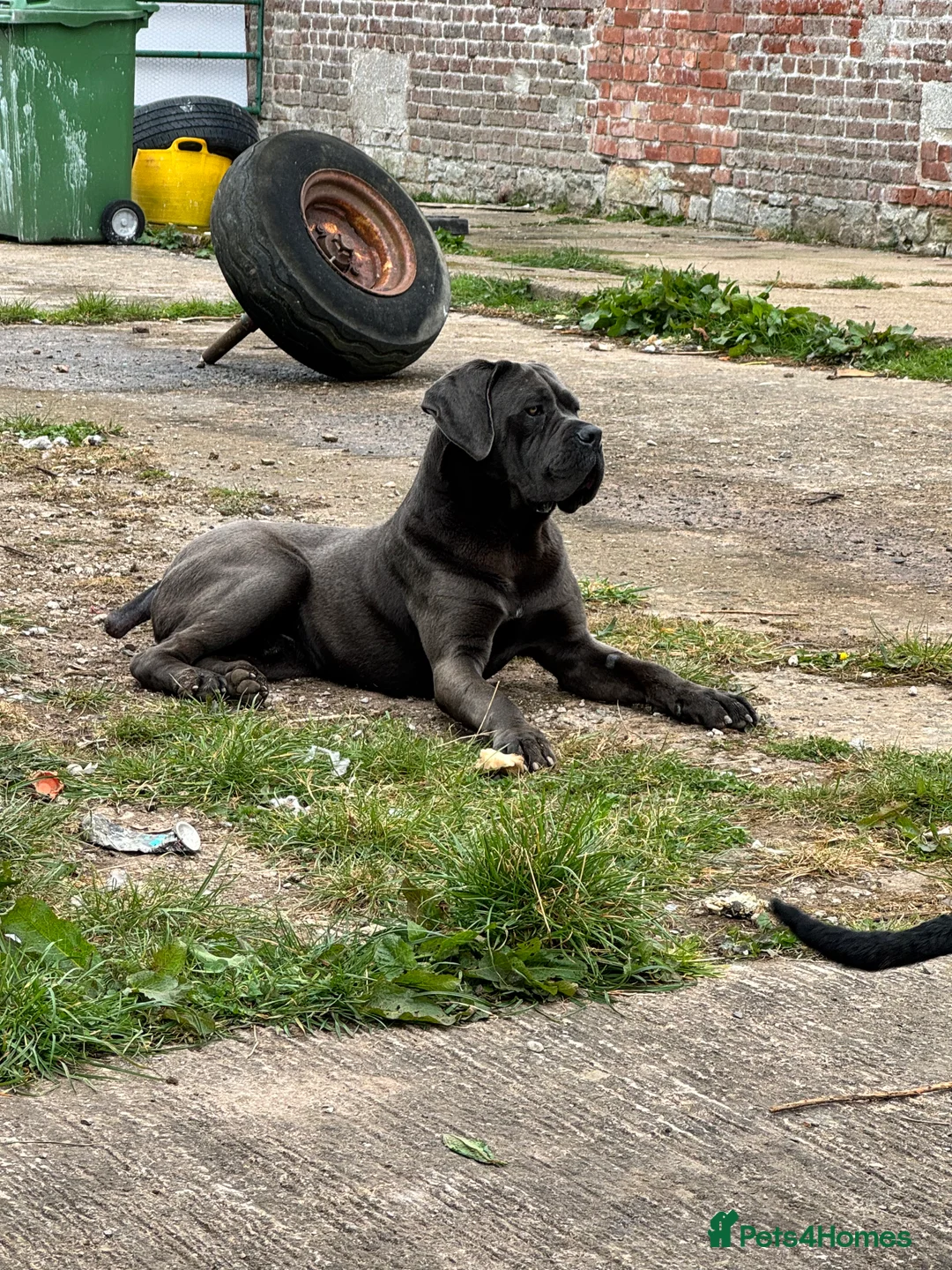 Cane Corso dogs for stud: Health tested Blue cane corso stud  in Carlisle - Advert 9