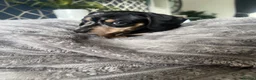 Miniature Dachshund dogs for sale: KC registered miniature dachshunds READY NOW - Advert 13