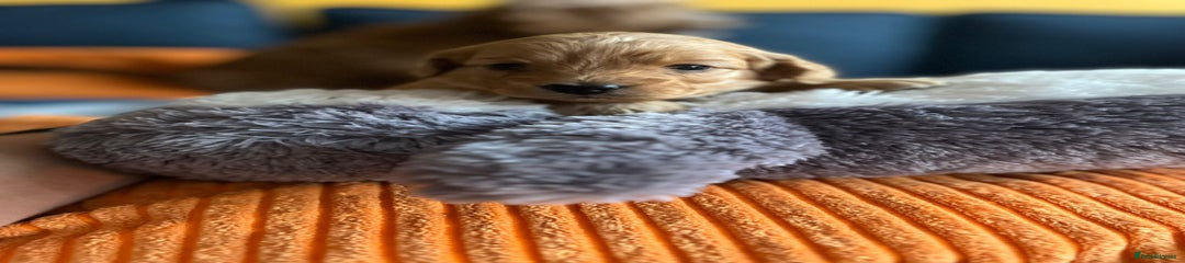 Cockapoo Puppy 5