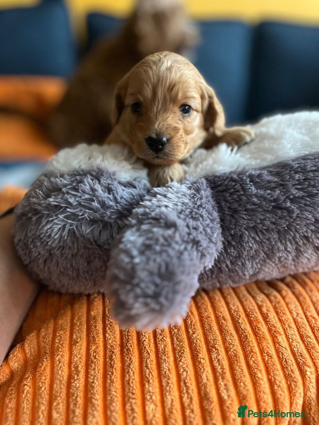 Cockapoo dogs for sale: Gorgeous F1b cockapoo puppies for sale - Image 4