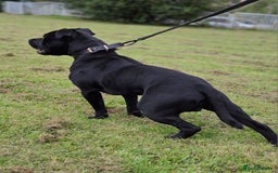 Staffordshire Bull Terrier dogs for stud: TOP QUALITY STUD WITH THE BEST BLOODLINES in Swansea - Image 3