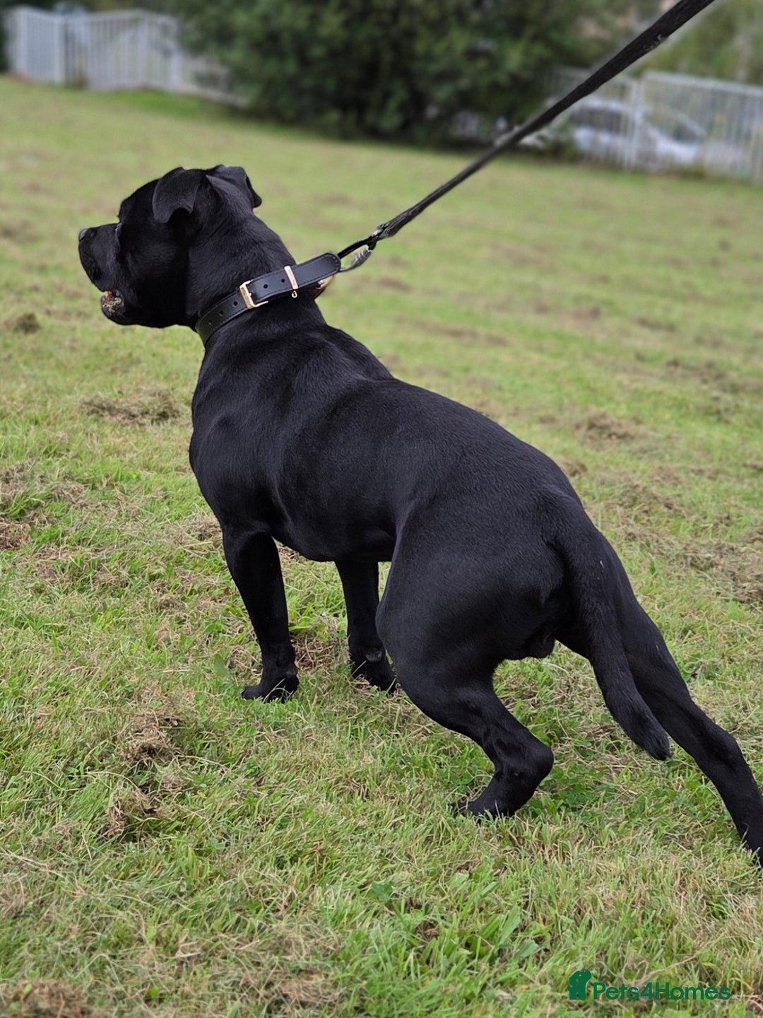 Staffordshire Bull Terrier dogs for stud: TOP QUALITY STUD WITH THE BEST BLOODLINES in Swansea - Image 3