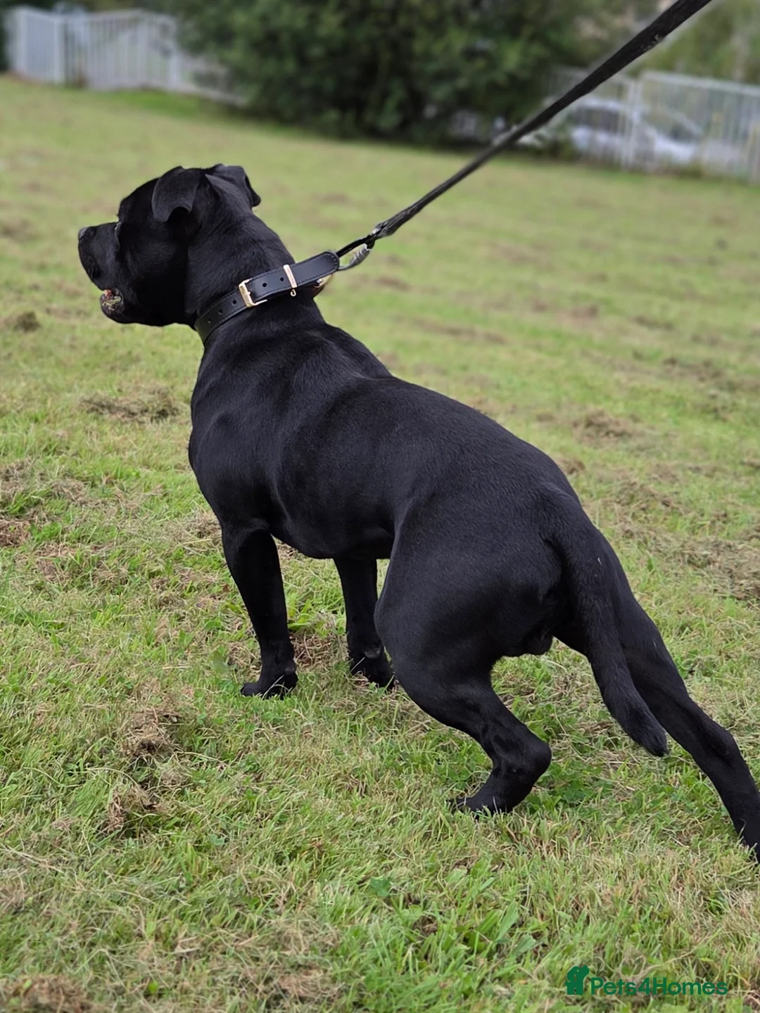 Staffordshire Bull Terrier dogs for stud:  PROVEN BEST BLACK CHAMPION LINES STUD in Swansea - Advert 4